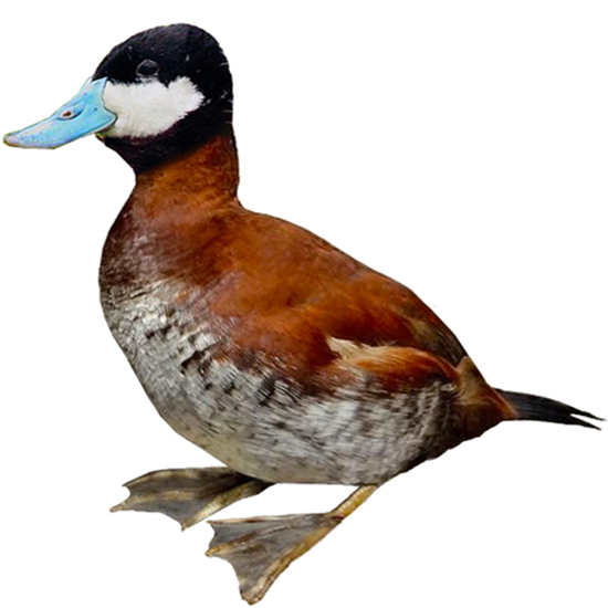 North American Ruddy Duck